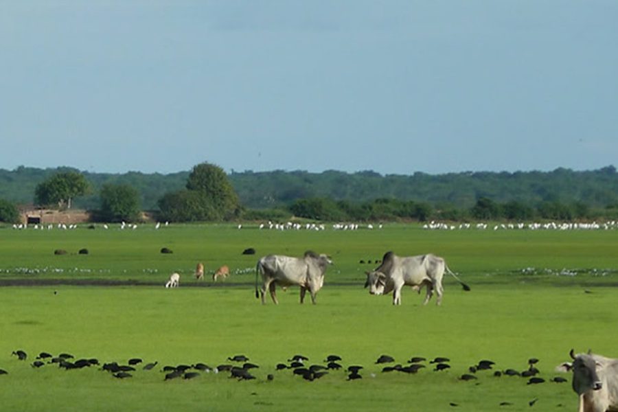 La Sabana Venezolana: Un Paraíso Natural de Infinita Belleza y Aventura